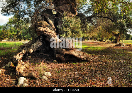 Alter Olivenbaum im Garten in Italien Stockfoto