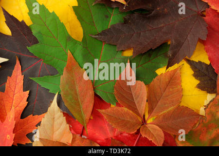 Hintergrund der Vielfalt der bunten Blätter im Herbst Stockfoto