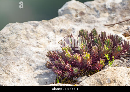 Saftige Sedum rubrotinctum und allgemein als jelly-Beans, Jelly Bean Werk bekannt. Eine kleine saftige mit grün-rote Blätter auf dem Felsen. Stockfoto