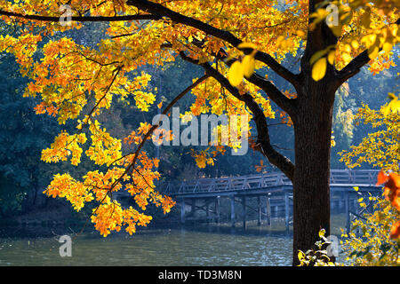 Eiche mit farbigem Herbstlaub hell erleuchtet von Sun Stockfoto