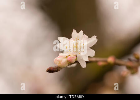 Nahaufnahme auf Prunus Subhirtella autumnalis, Zürich botanischer Garten. Stockfoto