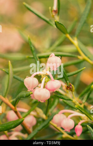 Andromeda Polifolia. Pflanze Blüten Nahaufnahme Stockfoto