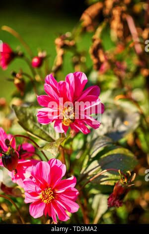 Nahaufnahme einer rosa - Pfirsich Dahlie Blüte Blütenblätter. Stockfoto