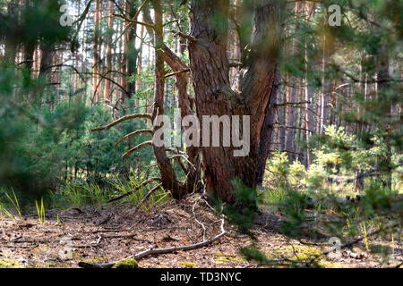 Schöne alte Kiefer in den Wald an einem sonnigen Tag Stockfoto
