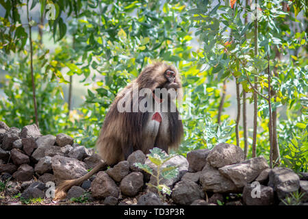 Gelada (Theropithecus gelada, manchmal auch die blutende Herzen Affe oder die Gelada baboon'', ist eine Pflanzenart aus der Gattung der Alten Welt monkey finden sich nur in der Et Stockfoto