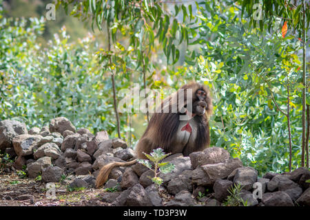 Gelada (Theropithecus gelada, manchmal auch die blutende Herzen Affe oder die Gelada baboon'', ist eine Pflanzenart aus der Gattung der Alten Welt monkey finden sich nur in der Et Stockfoto