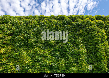 Schöne Hecke Zaun mit blauem Himmel. Natur Hintergrund. Stockfoto