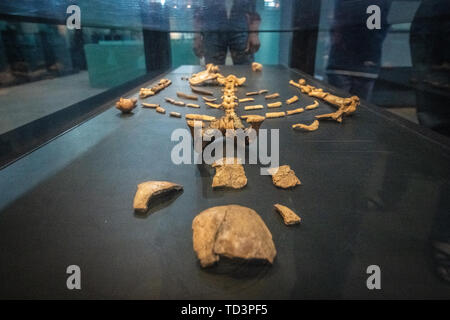 Die Überreste eines der frühesten menschlichen Vorfahren, Lucy, auf Anzeige im National Museum von Äthiopien, Addis Abeba, Äthiopien. Stockfoto