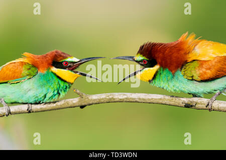 Schöne bunte Vögel schreien sich gegenseitig an, wilde Natur Stockfoto