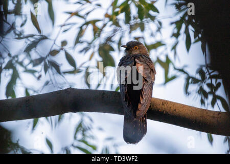 Kuckuck saß auf einem Zweig in der Sonne dawn, wilde Natur Stockfoto