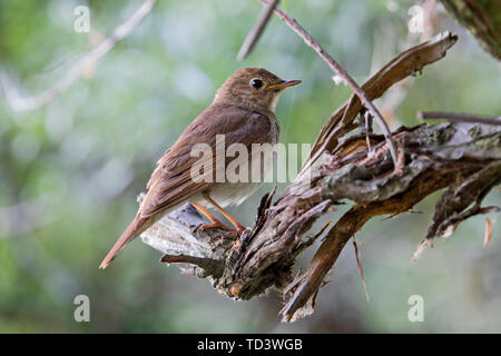 Nachtigall sitzt auf einem schönen Baumstumpf, wilde Natur Stockfoto