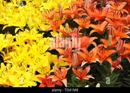 Natürliche hellen Hintergrund mit bunten Lilien Stockfoto