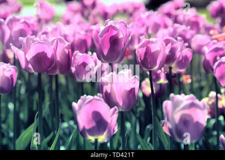 Feder vintage Hintergrund mit schönen hellen Tulpen Stockfoto