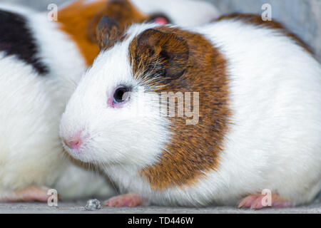 Drei Meerschweinchen in der Ecke ausruhen. Stockfoto