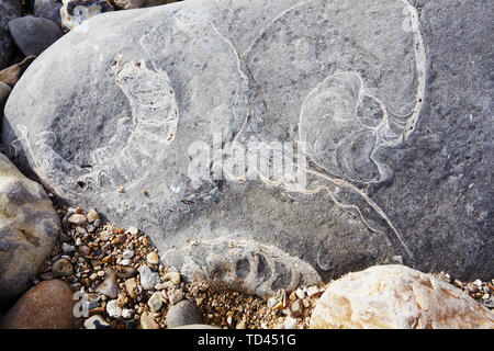 Zwei Ammoniten-Fossilien und ein Nautilus-Fossil in Felsen am Monmouth Beach, Lyme Regis, Jurassic Coast, UNESCO-Weltkulturerbe, Dorset, England Stockfoto