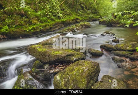 Der Osten Lyn Fluss fließt durch den alten Wald an Watersmeet, in der nähe von Lynton, im Nationalpark Exmoor, Devon, England, Vereinigtes Königreich, Europa Stockfoto