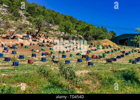 Ziegen in der Nähe von Algodonales in der Provinz Cadiz, Andalusien, Spanien Stockfoto