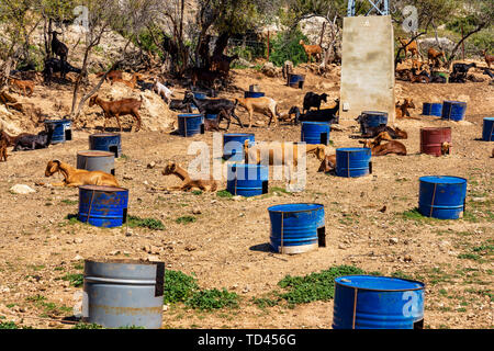 Ziegen in der Nähe von Algodonales in der Provinz Cadiz, Andalusien, Spanien Stockfoto