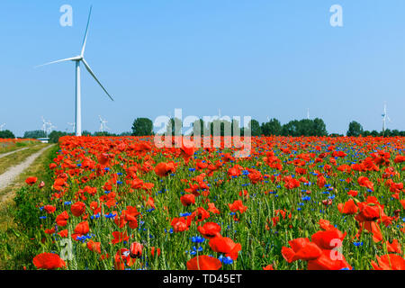 Mohn Pflanzen mit Schmutz der Straße im Kornfeld im Sonnenschein. Windenergieanlage und Bäume im Hintergrund am blauen Himmel. Blaue und rote Blumen in der Natur Stockfoto