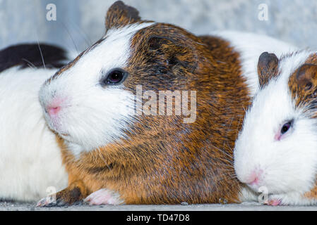 Drei Meerschweinchen in der Ecke ausruhen. Stockfoto