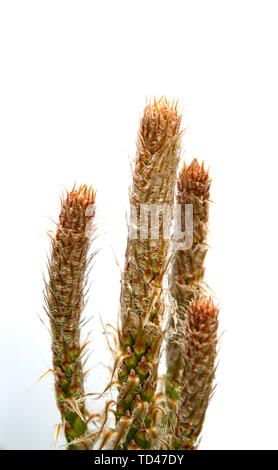 Detail der jungen Triebe von über weißen Hintergrund Kiefer isoliert Stockfoto