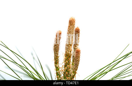 Detail der jungen Triebe von über weißen Hintergrund Kiefer isoliert Stockfoto