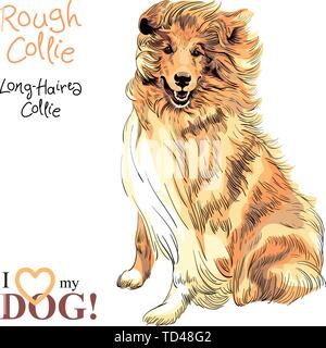 Hund Rough Collie zucht Vektor Stock Vektor