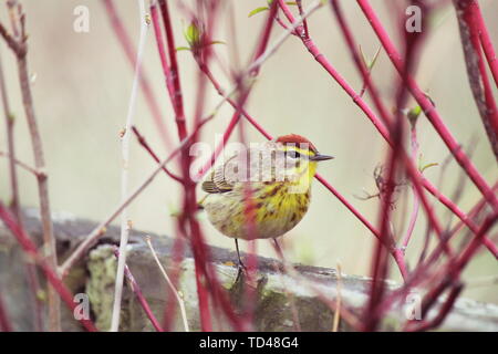 Männliche palm Warbler auf einem hölzernen Pfosten hinter ein paar rote Zweige Stockfoto