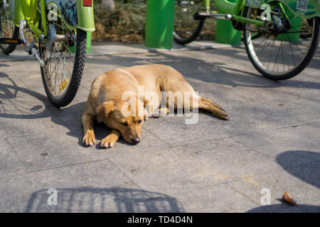 Ehrlich gelber Hund in Shantang Street, Suzhou Stockfoto