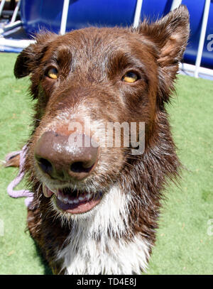 Braun Border Collie aus der Nähe mit Weitwinkelobjektiv Stockfoto