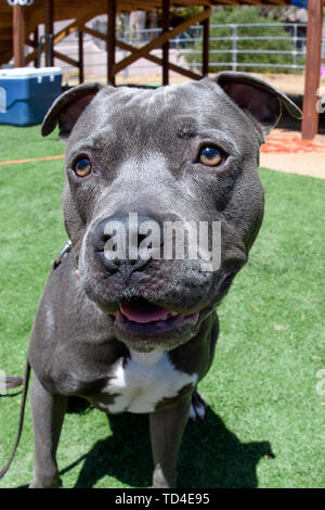 Eine extreme Nahaufnahme mit einem Fish Eye Objektiv einer grauen Pit Bull Dog Stockfoto