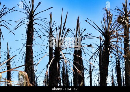 Kalifornische Palmen durch Feuer in einem palm Obstgarten in Spanien verbrannt Stockfoto