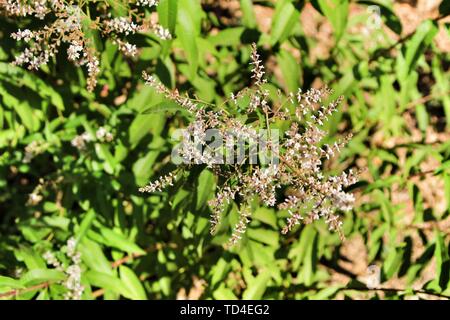 Schöne Aloysia Citrodora Pflanze im Garten im Frühling Stockfoto