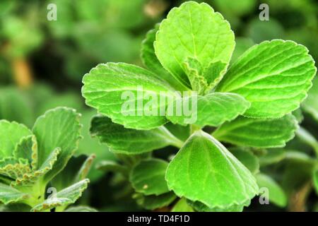 Plectranthus Amboinicus, Pflanzen, Katzen Antriebe, im Garten Stockfoto