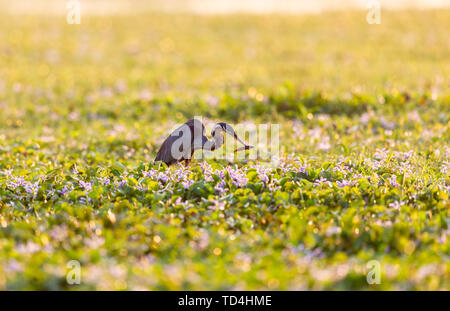 Lonely Reiher Futter in River Delta untiefen Stockfoto