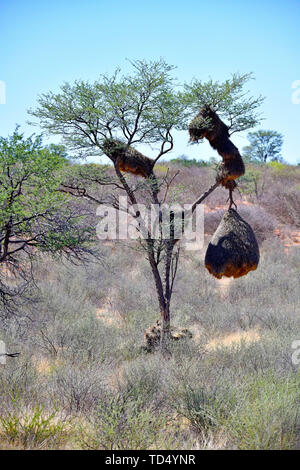 Nester von Webervoegeln, am 27.02.2019 in der Südafrikanischen Kgalagadi Transfrontier National Park. Tausende von Weber - Vögel manchmal sehr komplexen und verzweigten Nester als koloniale Burrows, der sehr großen Raum auf unterstützt wie Bäume oder Telegrafenmasten und kann bis zu 4 Meter breit und 3 Meter hoch. Die verschiedenen Unterarten der Vögel bauen verschiedene Arten und Formen von Nestern. Die Nester werden oft so groß und schwer, dass Bäume unter der Last brechen kann. Foto: Matthias Toedt/dpa-Zentralbild/ZB/Picture Alliance | Verwendung weltweit Stockfoto