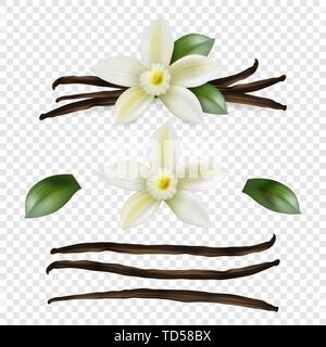 Vector 3d Realistische süß duftenden frischen Vanille Blüte mit getrockneten Samenkapseln und Blätter Set Closeup isoliert auf Transparenten Hintergrund. Markante Stock Vektor