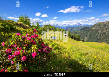 Blühende Rhododendren mit einer Hütte und einem Teich im Hintergrund, Valgerola, Bergamasker Alpen, Valtellina, Lombardei, Italien, Europa Stockfoto