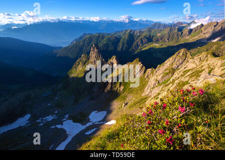 Rhododendron Blüte mit der Rhätischen Alpen im Hintergrund, Valgerola, Bergamasker Alpen, Valtellina, Lombardei, Italien, Europa Stockfoto