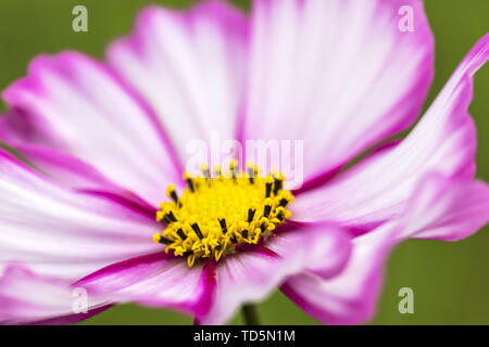 Rosa mexikanischen aster Blume blühen im Garten. verschwommen grünen Hintergrund. Makro Stockfoto