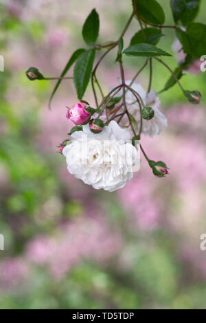 Rosa 'Felicite et Perpetue' Blumen. Stockfoto