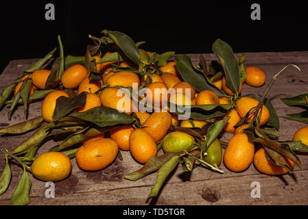 Kumquats oder kumquats im Australischen Englisch; Citrus Japonica sind eine Gruppe von kleinen Obstbäumen in der blühenden Pflanze Familie Rutaceae Stockfoto