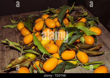 Kumquats oder kumquats im Australischen Englisch; Citrus Japonica sind eine Gruppe von kleinen Obstbäumen in der blühenden Pflanze Familie Rutaceae Stockfoto