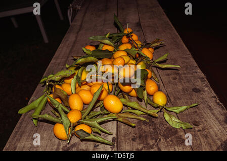 Kumquats oder kumquats im Australischen Englisch; Citrus Japonica sind eine Gruppe von kleinen Obstbäumen in der blühenden Pflanze Familie Rutaceae Stockfoto