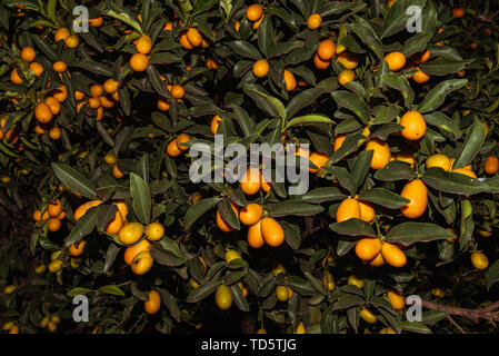 Kumquats oder kumquats im Australischen Englisch; Citrus Japonica sind eine Gruppe von kleinen Obstbäumen in der blühenden Pflanze Familie Rutaceae Stockfoto