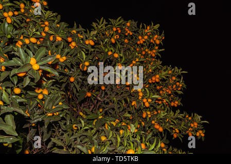 Kumquats oder kumquats im Australischen Englisch; Citrus Japonica sind eine Gruppe von kleinen Obstbäumen in der blühenden Pflanze Familie Rutaceae Stockfoto