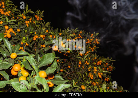 Kumquats oder kumquats im Australischen Englisch; Citrus Japonica sind eine Gruppe von kleinen Obstbäumen in der blühenden Pflanze Familie Rutaceae Stockfoto