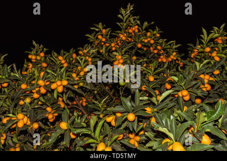 Kumquats oder kumquats im Australischen Englisch; Citrus Japonica sind eine Gruppe von kleinen Obstbäumen in der blühenden Pflanze Familie Rutaceae Stockfoto