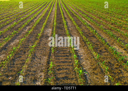 Junge Maisfeld im Sonnenaufgang, Reihen von Pflanzen, ohne Unkraut, Landwirtschaft und Pflanzenschutz, Unkrautbekämpfung in der Nahrungsmittelproduktion Stockfoto