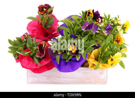 Schöne Stiefmütterchen Blumen in Holzkiste isoliert auf weißem Stockfoto